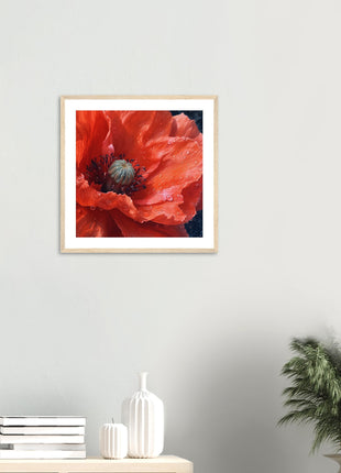 Close up red poppy flower poster