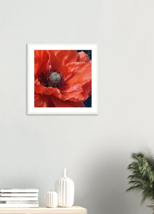 Close up red poppy flower poster