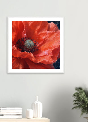 Close up red poppy flower poster